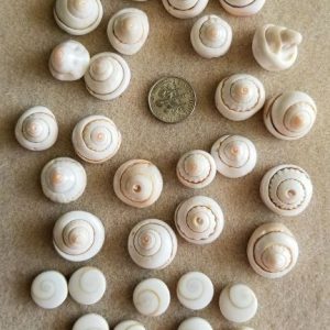 3932 sea shells