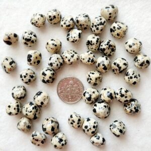 4328 dalmation